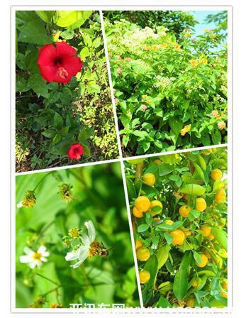 傳承紅色精神——2016車仆“長征杯“徒步健身活動