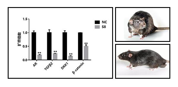 1616134671878715.jpg 老鼠對(duì)比2.jpg